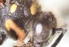 Eumenes sp.